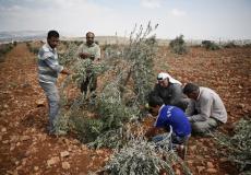 تقطيع أشجار زيتون - ارشيف