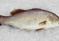 سمكة تعود للحياة مجددا بعد تجميدها 