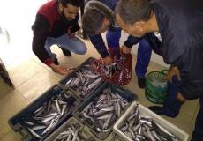 وزارة الاقتصاد في غزة تتلف أسماك مغشوشة