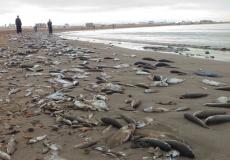 مياه المجاري تسبب بهلاك عشرات الألاف من الاسماك