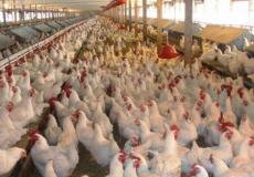 مزارع  الدجاج - توضيحية 