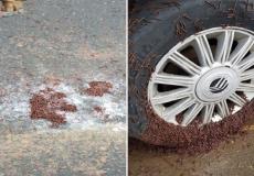 ديدان في السعودية