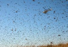 الجراد يهدد محاصيل السعودية ومصر