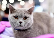 قطة تغادر منزل أصحابها لتعود له بكيس 'ممنوعات'