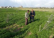 زراعة غزة تكشف حجم الخسائر من رش الاحتلال للمبيدات السامة