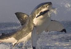 سمكة قرش من فصيلة غرينلاند