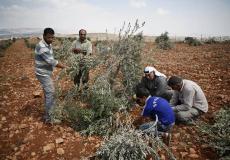 موسم قطف الزيتون