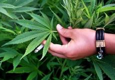 الماريجوانا