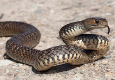 ثعبان- ارشيفية