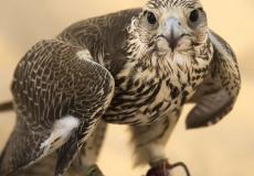 شاهد بيع صقر في بسعر خرافي في السعودية 