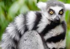 حيوان الليمور