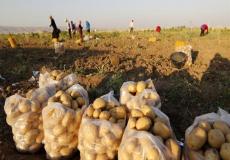 تقاوي البطاطس