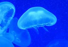  كمية قناديل البحر التي جمعت بمحطة عسقلان للطاقة