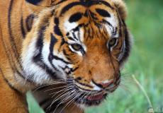 شاهد تركیب ناب ذهبي لنمرة بهدف إيقاف معاناتها