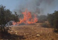 احراق اشجار في الضفة