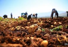 البطاطس الفلسطينية - ارشيفية -