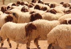 الشرطة تحبط عملية سرقة 17 رأس من الأغنام في قلقيلية