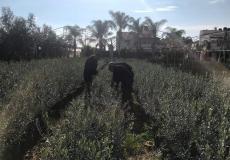 مديرية زراعة جنين تحتفل بيوم الشجرة