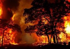 حرائق الغابات في استراليا