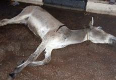 نفوق الحمير في السعودية