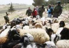 مستوطنون يطاردون الرعاة أرشيف