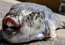 سمكة الأرنب