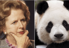 تاتشر رفضت مناقشة فكرة نقل الباندا في طائرتها