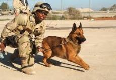 الكلاب في الجيش الأمريكي