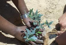 زراعة أشتال زيتون - توضيحية