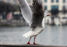 &#039;طائر تجسس&#039; ضُبط في ليبيا