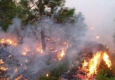 اندلاع حريق بإتجاه 100 شجرة زيتون غرب جنين