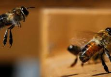 فوائد النحل