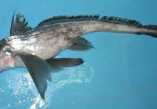 سمكة الأرنب