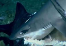 اسماك القرش