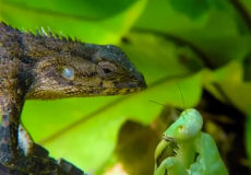 معركة شرسة بين سحلية وسرعوف