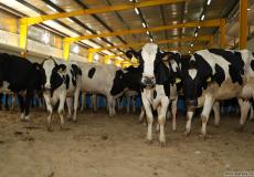 مزارع أبقار اسرائيلية