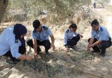 قطف الزيتون في بيت لحم