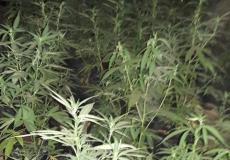 ضبط  مشتل مخدرات وبنزين مهرب بطوباس 