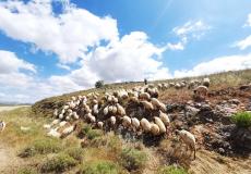 راعي أغنام قرب الحدود اللبنانية