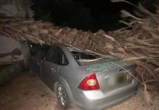 سقوط شجرة على سيارة في ام الفحم