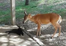 شاهد: علاقة حب غريبة بين قطة وغزال