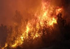  حريق ضخم اندلع في محمية عينوت تسوكيم بالقرب من البحر الميت والتهم أدى لاحتراق 500 دونم