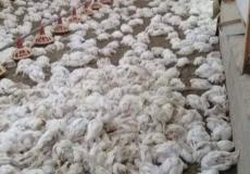 نفوق 16 ألف طير داخل مزرعة في نابلس