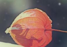 إجهاض الجنين - توضيحية -