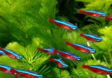 سمك مكسيكي يمنح الأمل للبشر