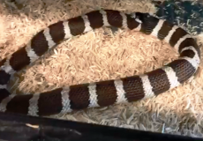 شاهد.. أفعى تلتهم نفسها