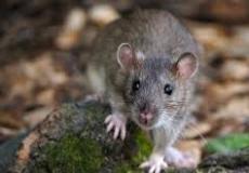 شاهد: سر جرذ عملاق أثار الفزع في المكسيك