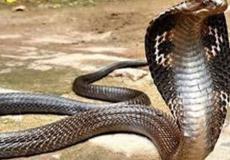 افعى كوبرا