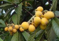 فاكهة الاسكادنيا