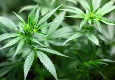 محطة الفضاء الدولية تستعد لاستقبال الحشيش _ شاهد